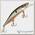 Воблер Scorana Stout Minnow (110мм,16.5г) GT