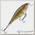 Воблер Rapala Shallow Shad Rap до 1,8 м (7см, 7г) W