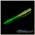 Приманка Soorex Soorex Worm 80мм (1.3г, 6 шт) цвет 305 Белый-Шартрез, аромат - Сыр